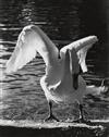 KERTÉSZ, ANDRÉ (1894-1985) Weather vane, Mount Kisco, New York * Swan.